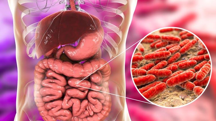 Digestion: Trillions of bacteria live in our guts PICTURE: SHUTTERSTOCK