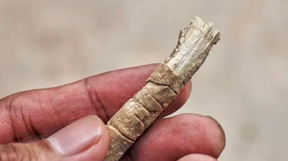 Toothbrush: Made from a twig from the arak tree PICTURE: MOHAMADHAFIZMOHAMAD/ SHUTTERSTOCK Toothbrush: Made from a twig from the arak tree PICTURE: MOHAMADHAFIZMOHAMAD/ SHUTTERSTOCK