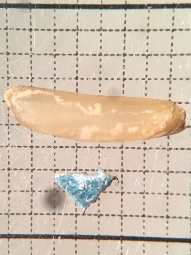 Small but harmful: A 3mm microplastic particle recovered from the stomach of a fish compared with a 7mm grain of rice PICTURE: ALEX McGORAN, AUTHOR PROVIDED