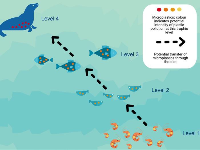 Knock-on effect: Microplastics accumulate in greater quantities in organisms feeding nearer the top of food webs, like seals PICTURE: ALEX McGORAN, AUTHOR PROVIDED