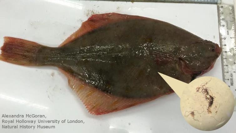 Evidence: A plaice is shown with a tangle of fibres PICTURE: ALEX McGORAN, AUTHOR PROVIDED