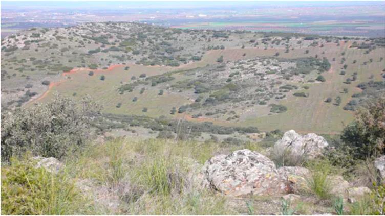 Natural regeneration of Mediterranean woodland in La Mancha, central Spain: Due to the abandonment of fields and extensive farming PICTURE: AUTHOR PROVIDED