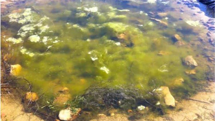 Colonised by multiple aquatic species: Small pond created in an olive grove in Noves in Toledo, Spain PICTURE: AUTHOR PROVIDED