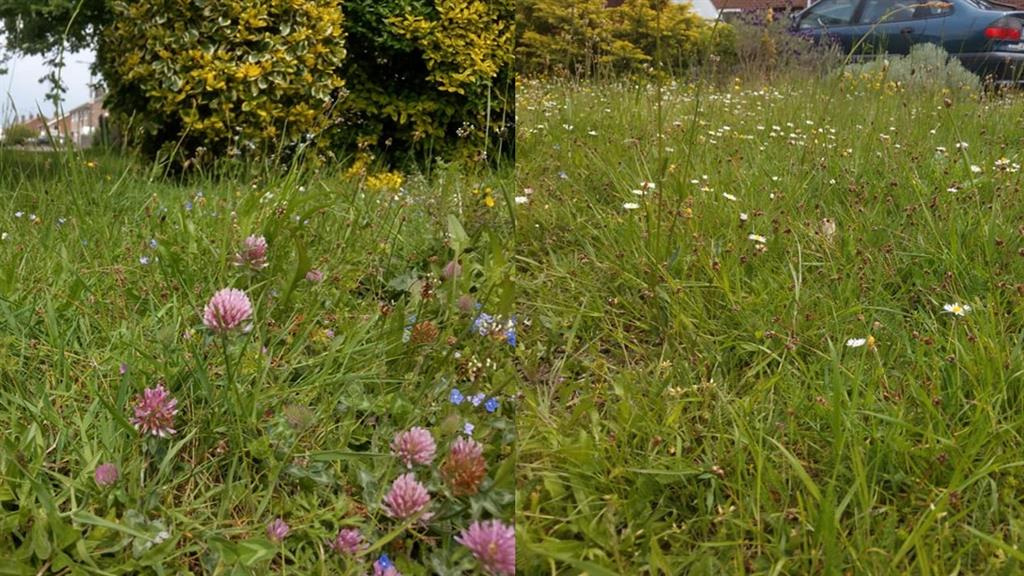 Single suburban wildflower lawn: Multiple plant species can flower and seed, and high structural diversity PICTURE: ADAM BATES