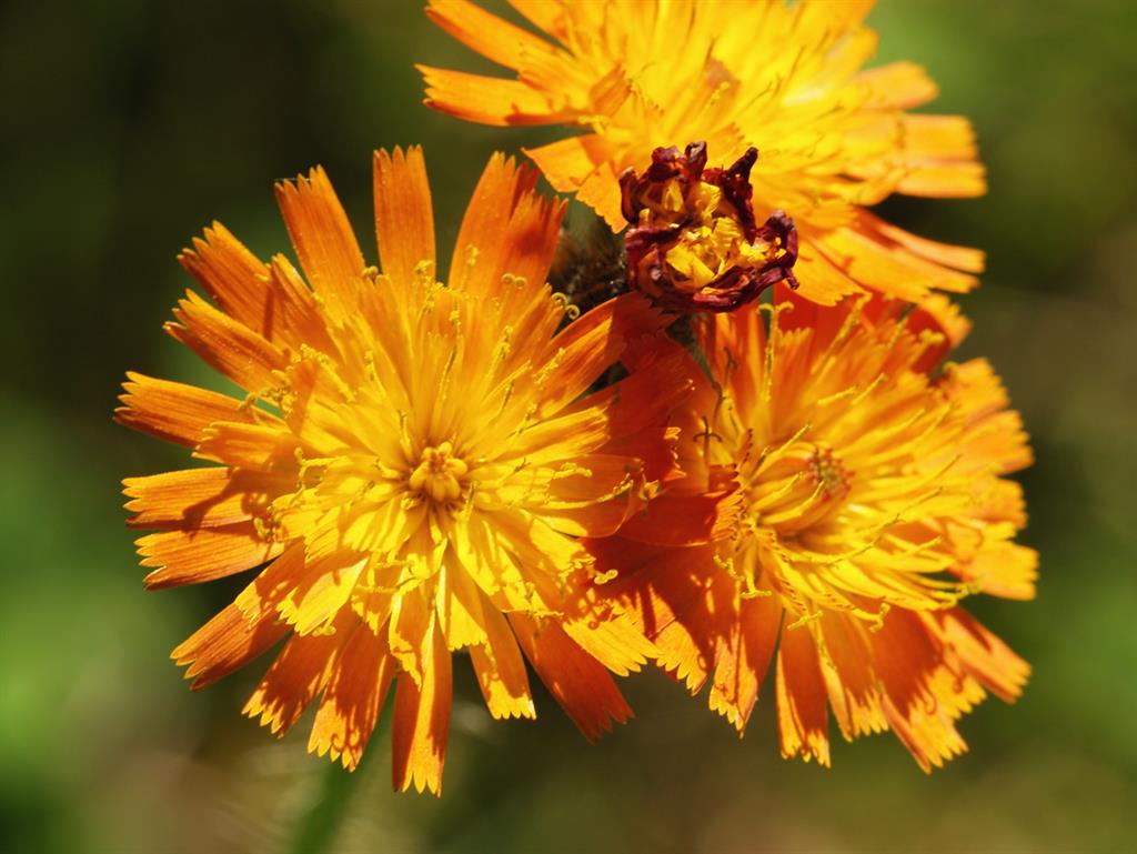 Fox-and-cubs (Hieracium aurantiacum): The plant helps feed leafcutter bees PICTURE: JÖRG HEMPEL/WIKIPEDIA, CC BY-SA