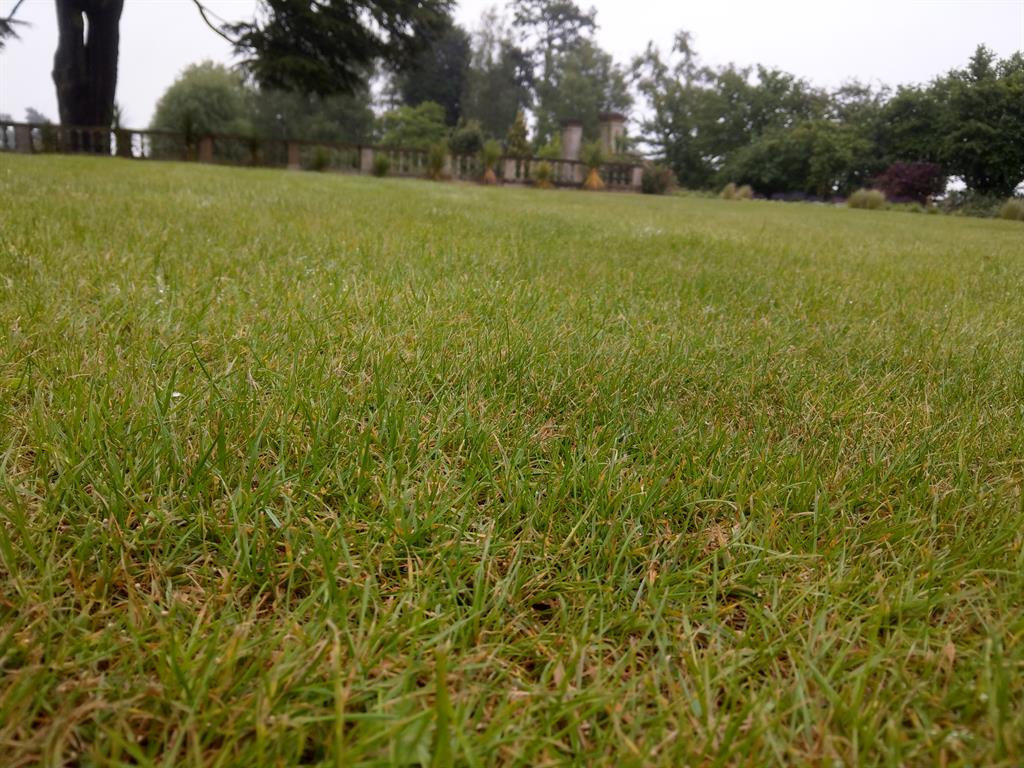 Traditionally managed lawn: There are few plant species and little structure for bugs to exploit. Spiders have nothing to anchor their webs to PICTURE: ADAM BATES