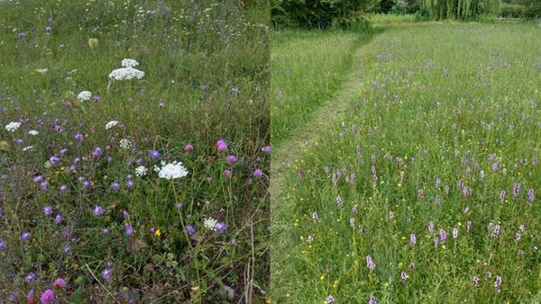 Left: Grassland in Transylvania, where agricultural ‘improvement’ has been limited. Right: Potwell Dykes, Nottinghamshire, how much of the UK’s lost grassland would have looked PICTURE: ADAM BATES