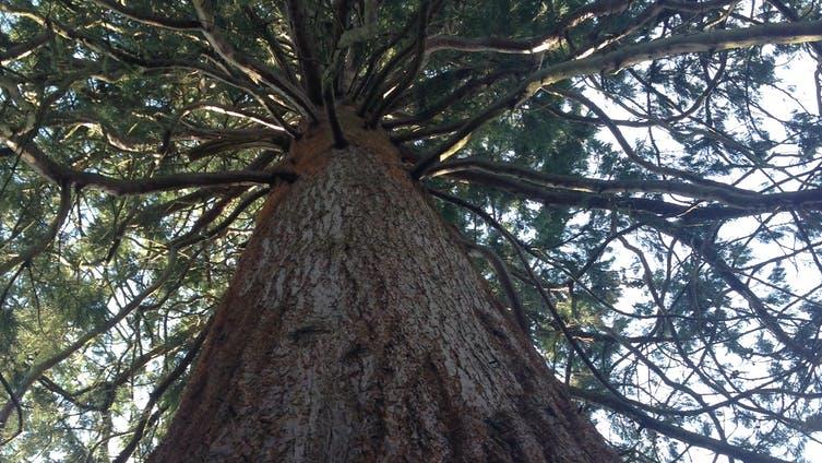 CO2 from the air: Trees absorb it and store the carbon as bark and other tissue PICTURE: MARK MASLIN. AUTHOR PROVIDED
