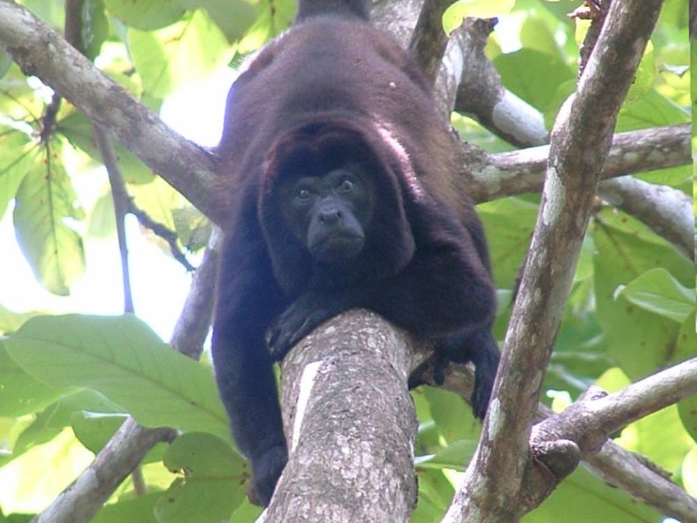 You looking at me? A howler monkey looks down from the trees in Costa Rica