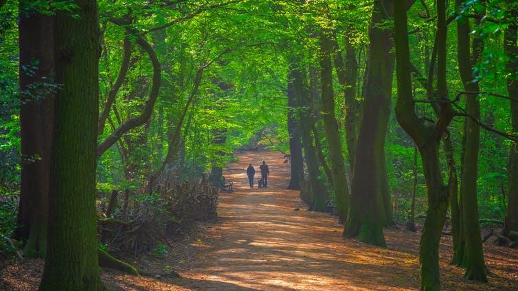 Tranquil: A couple wander through Highgate Wood PICTURE: SHUTTERSTOCK