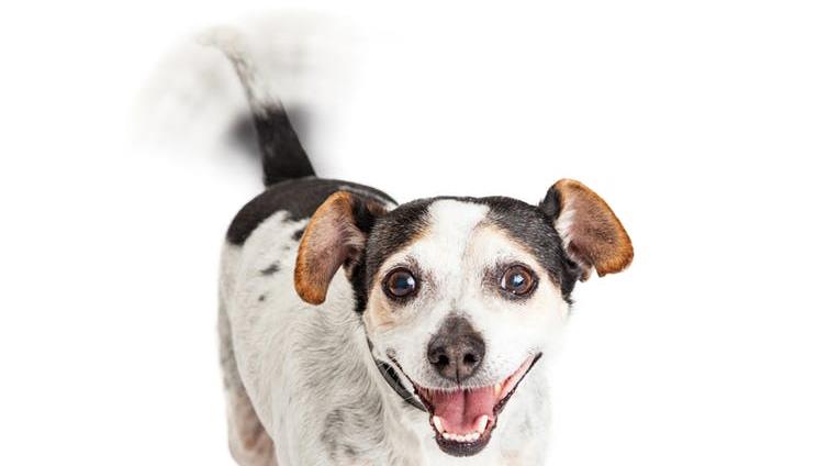 Waggy = happy PICTURE: SUSAN SCHMITZ/SHUTTERSTOCK