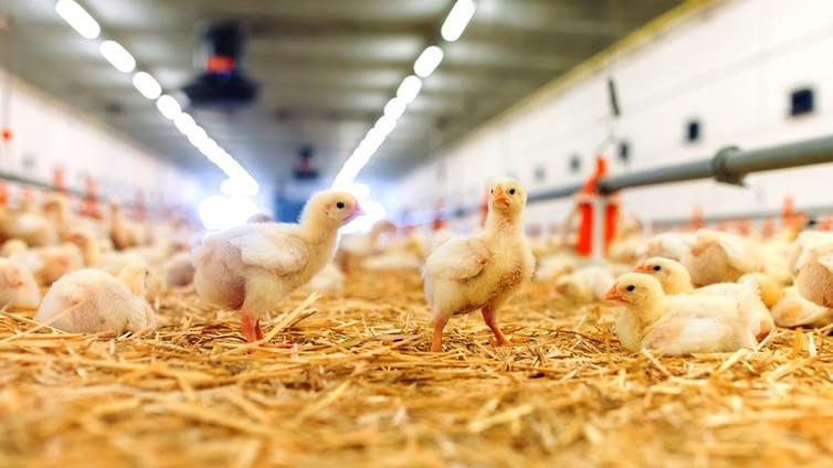 Broiler chicks play and frolic like other animals: But this behaviour was once regarded as aggression PICTURE: DAVID TADEVOSIAN/SHUTTERSTOCK