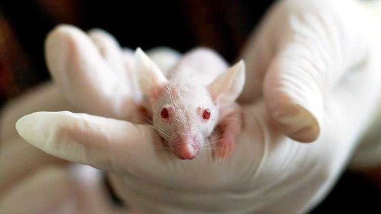 Danger mouse? A human-animal chimera contains a mixture of human cells and animals cells PICTURE: PEXELS