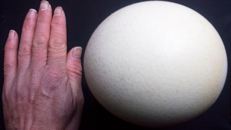 Ostrich egg, the same size as the Javkhlant dinosaur eggs PICTURE: JASON GILCHRIST, AUTHOR PROVIDED