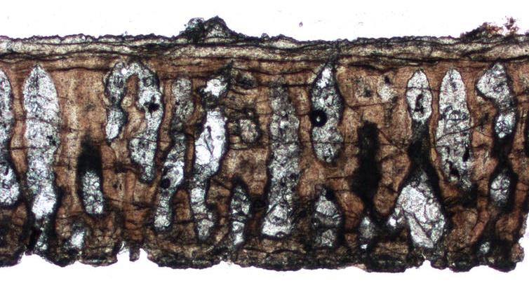 Eggshell pores visible in the dinosaur egg fossil PICTURE: KOHEI TANAKA, AUTHOR PROVIDED