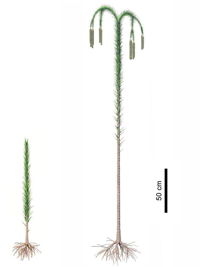 From the past: The extinct guangdedendron tree PICTURE: ZHENZHEN DENG