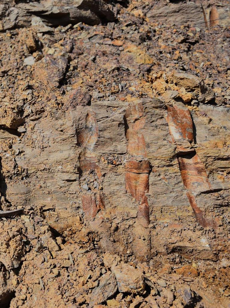 Early learning: Fossilised guangdedendrons PICTURE: DEMING WANG AND LE LIU
