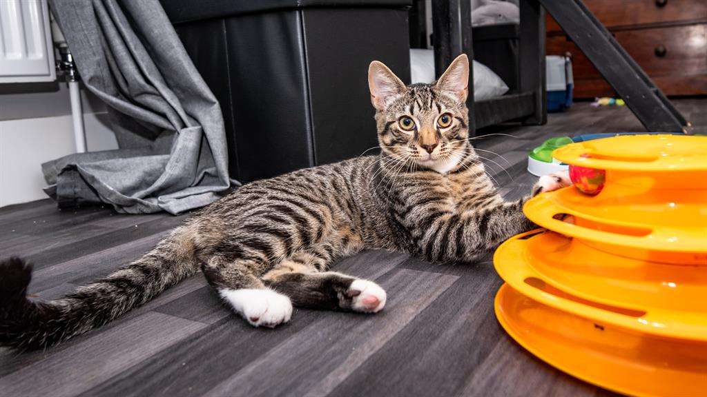 Stay-cation: The five-star cattery provides cats high-end treatment