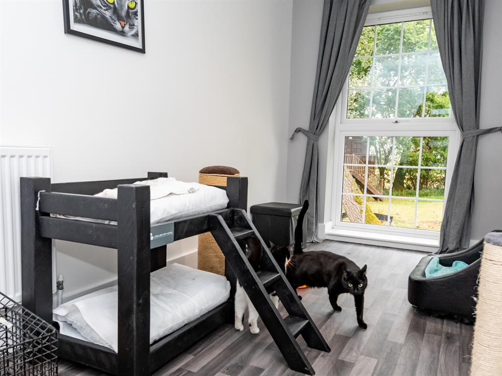 Fe-line good: Cats can enjoy full-sized human rooms during their stay