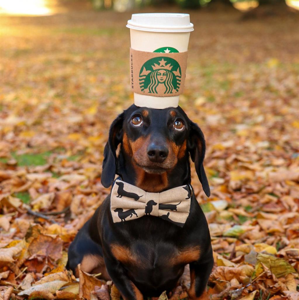Sausage dog Instagram hit with balancing act Metro Newspaper UK