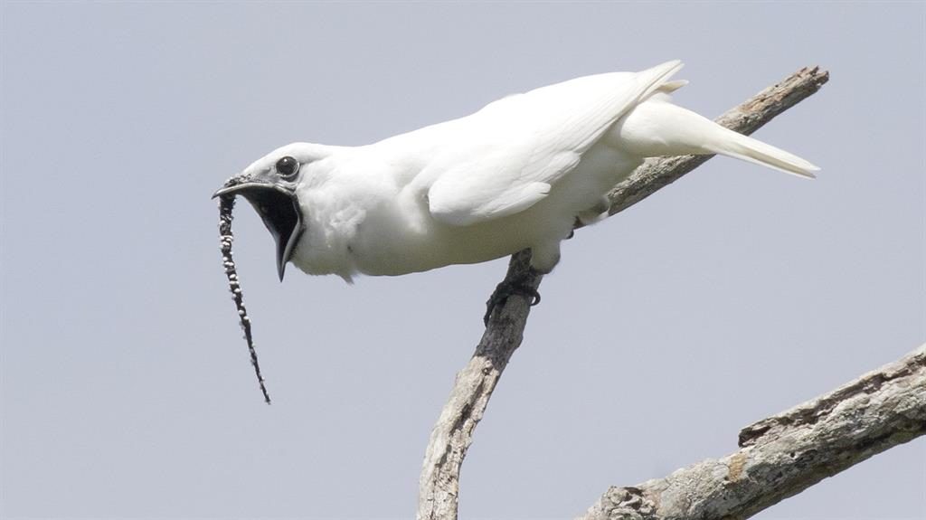 Recordbeaker Bird is louder than a jackhammer Metro Newspaper UK