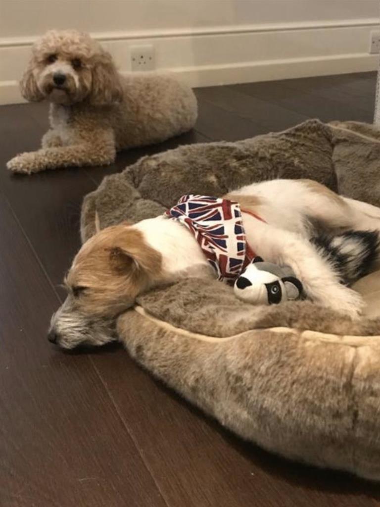 Mutts about you: Boris’s Dilyn (in basket) is ‘hounding’ Sajid’s Bailey PICTURE: TWITTER