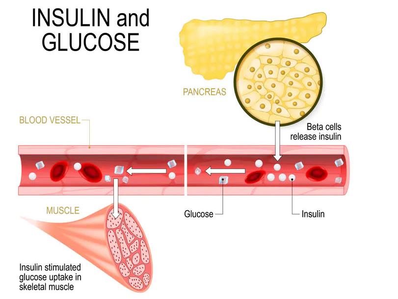 Biology of blood sugar: Beta cells in the pancreas release insulin in the blood vessel, which stimulates the absorption of glucose in skeletal muscle PICTURES: SHUTTERSTOCK