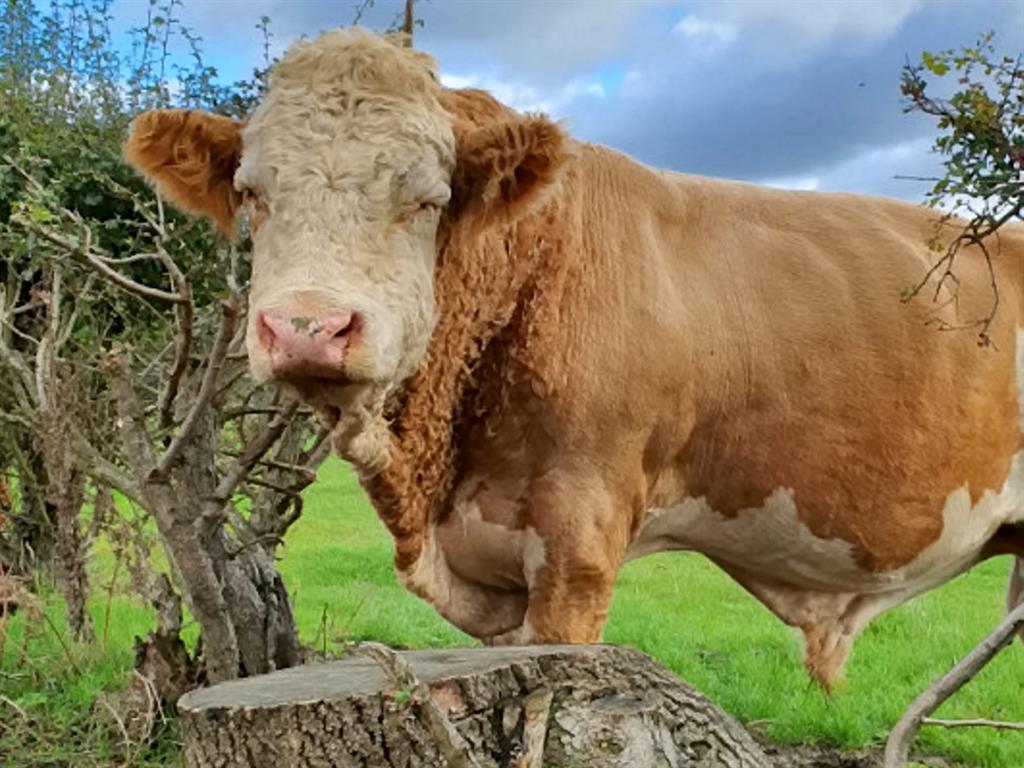 Home again: Arnold in his neighbouring field
