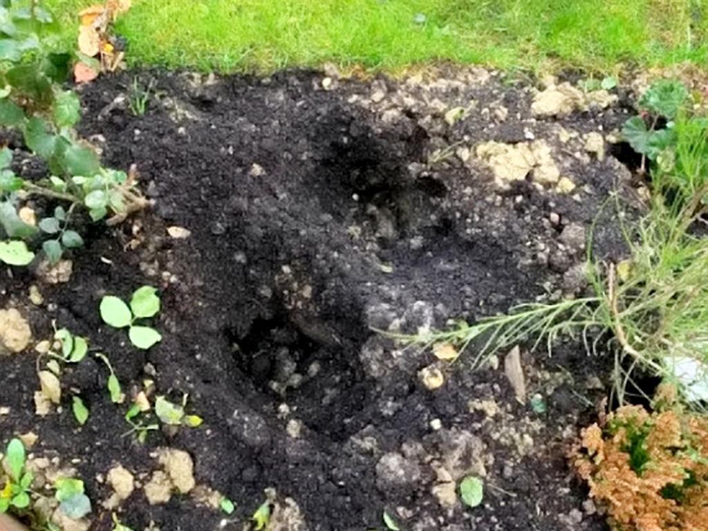 Pot holes: The bull left hoofprints all over the garden