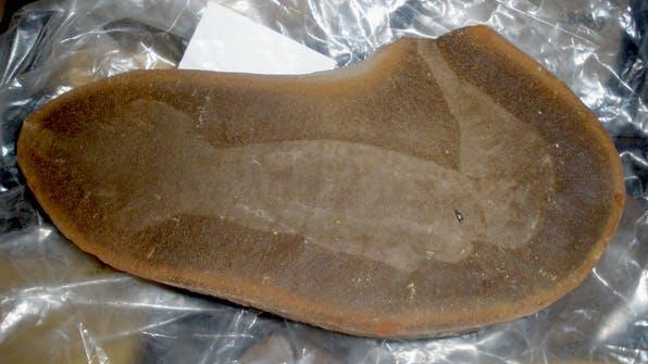 Inscrutable: The Tully Monster fossil