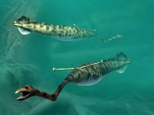 Bizarre: Another possible look for the Tully Monster