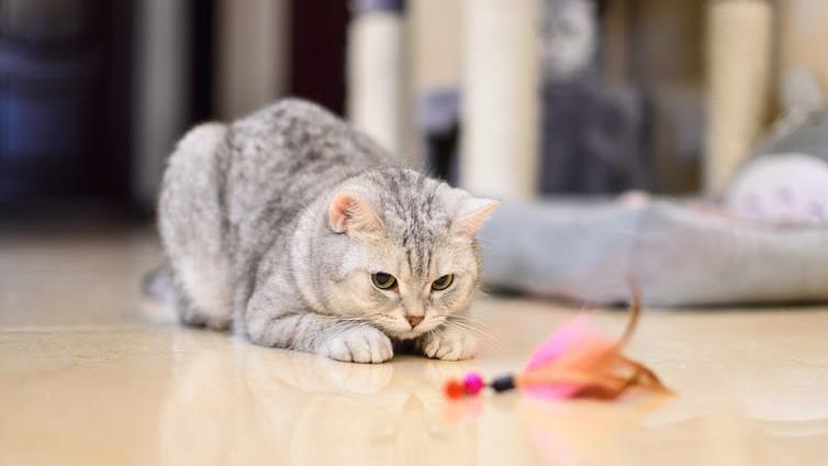 Cats in the home: Toys can help simulate the hunting experience PICTURE: WAITFORLIGHT/SHUTTERSTOCK