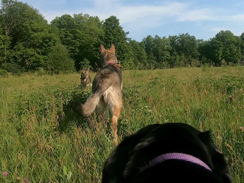 My world: Roxy has a GoPro on her back