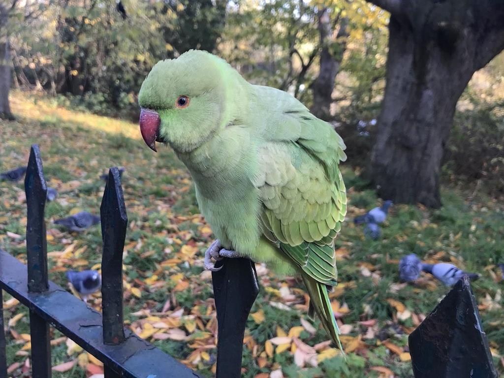 Feathers for all weathers: Parakeets are thriving in Britain