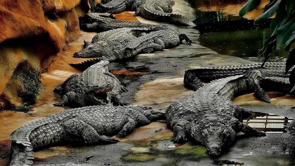 Modern equivalent: Edopoids were like these modern crocodiles PICTURES: SWNS/REX