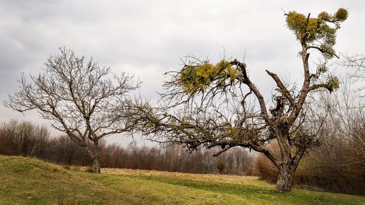 ‘Fertile’ mistletoe: An infested tree PICTURE: ANA-MARIA TEGZES/SHUTTERSTOCK
