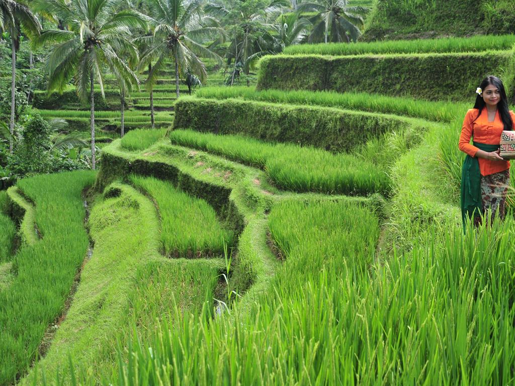Grain of truth: Tegalalang Rice Terrace