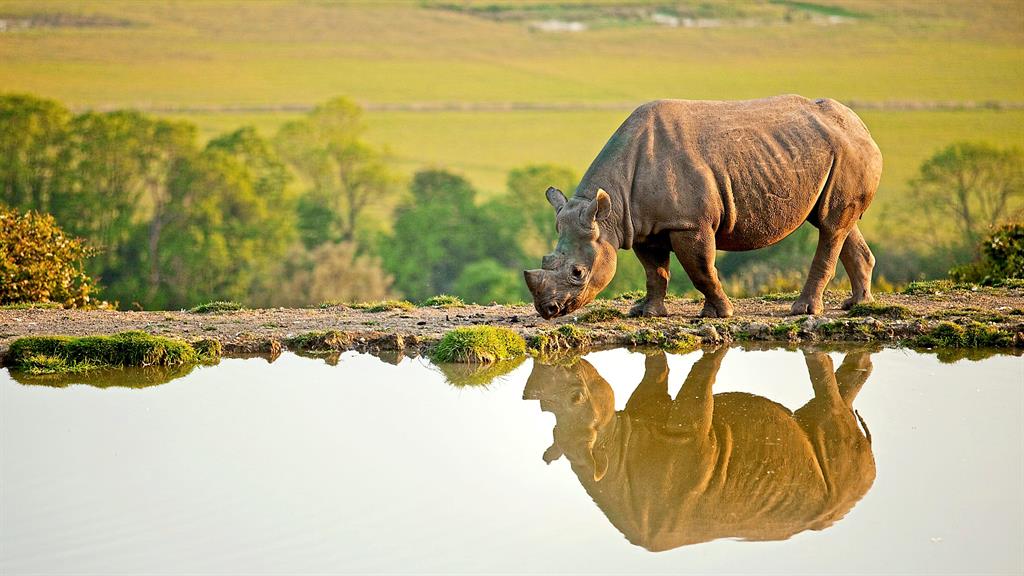 A star is horn: A rhino at Port Lympne Reserve’s African Experience area