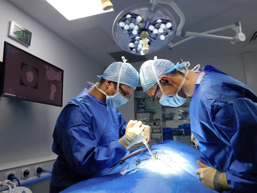 Under the knife: The Chihuahua during his operation PICTURES: SWNS