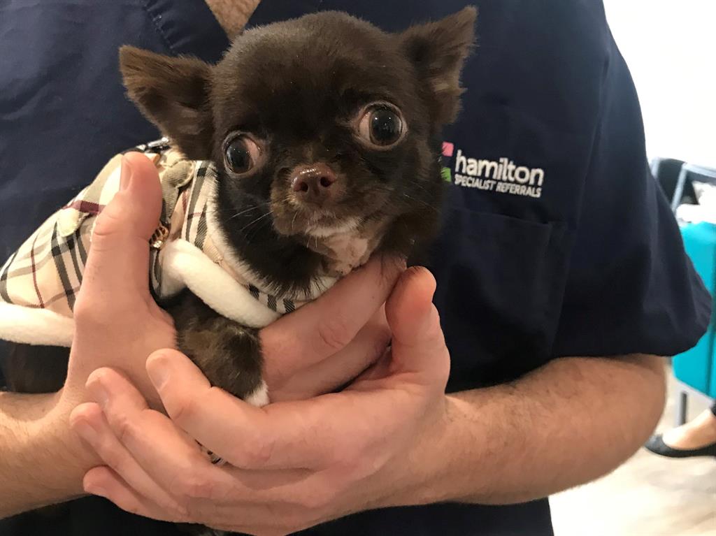 On the mend: Ping was hospitalised and put in a neck brace while he waited for surgery
