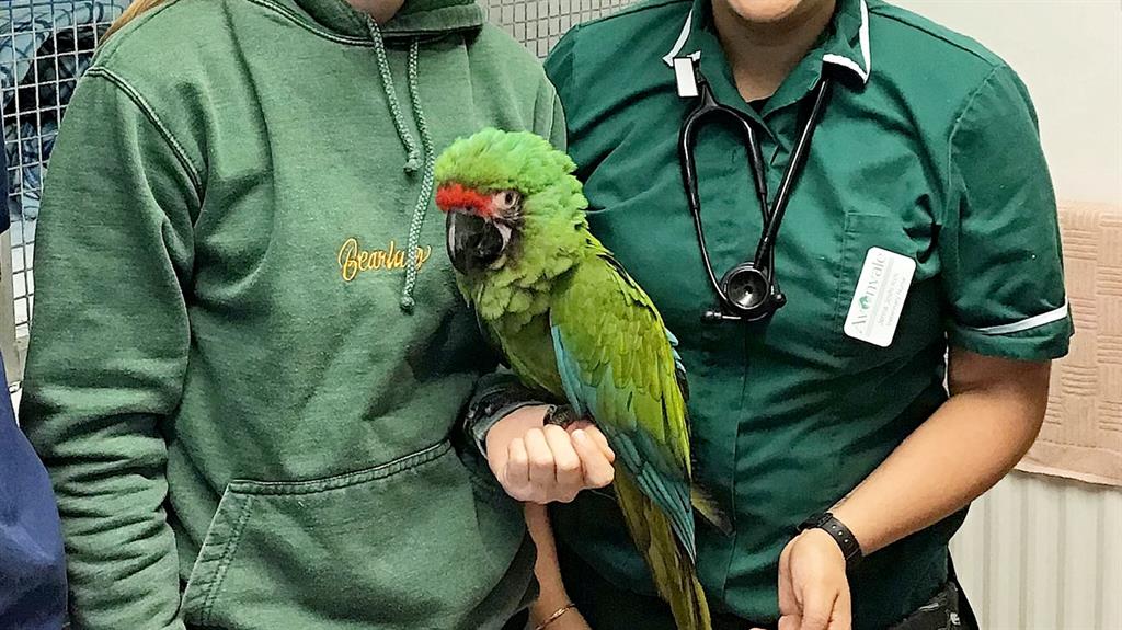 Macaw blimey: The escaped parrot was found 40 miles away from its home