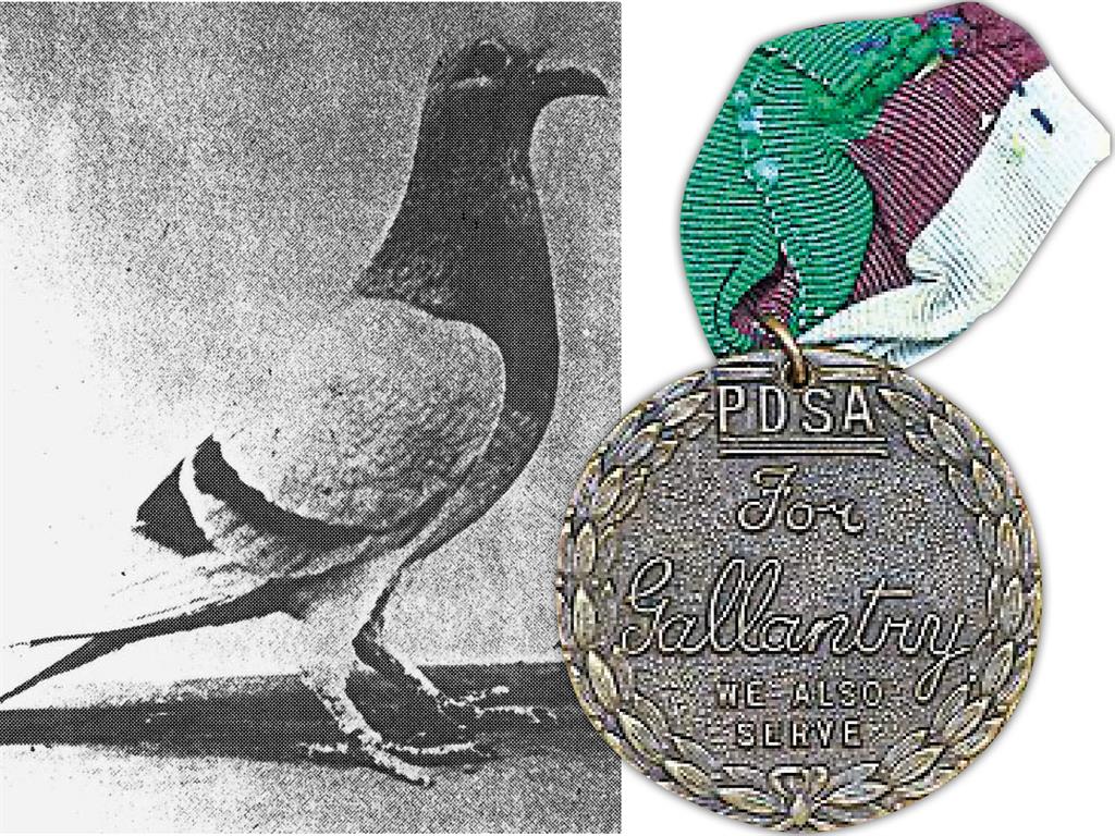 Feather in cap: One of decorated pigeons and, inset, the Dickin Medal PICTURES: BNPS