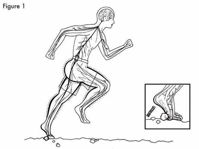Feel the force: Proper barefoot running form PICTURE: PETER FRANCIS, AUTHOR PROVIDED