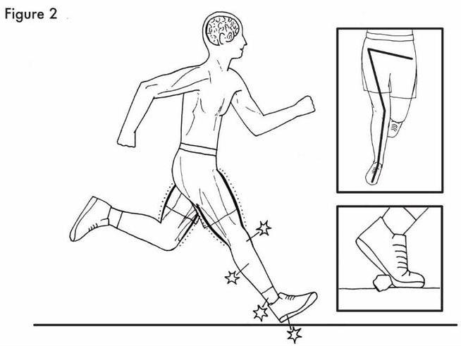 Information sent to the brain: Footwear leads to more blunt running mechanisms PICTURE: PETER FRANCIS, AUTHOR PROVIDED
