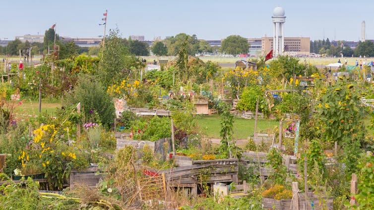 Allotments in an old airport: Tempelhofer Feld, Berlin PICTURE: MATEJ KASTELIC/SHUTTERSTOCK