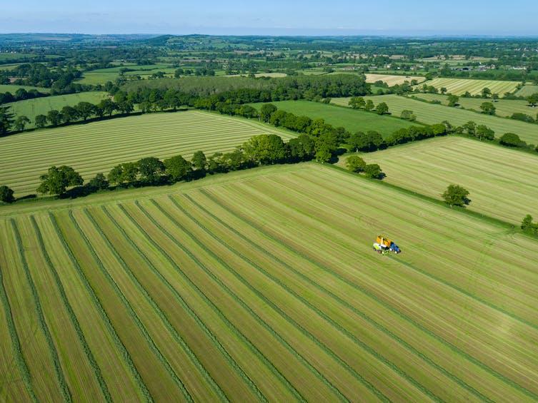 Patchwork past: Changes in farming over the last 50 years have removed much of the food and habitat farmland birds need to thrive PICTURE: JUICE FLAIR/SHUTTERSTOCK