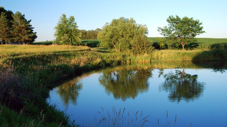 Fly feast: Farm ponds can offer a vital food source to struggling bird species PICTURE: BKP/SHUTTERSTOCK