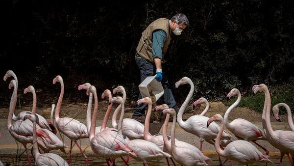 Lockdown: Keepers are the only human presence for many zoo animals PICTURE: EPA-EFE/ROMAN RIOS