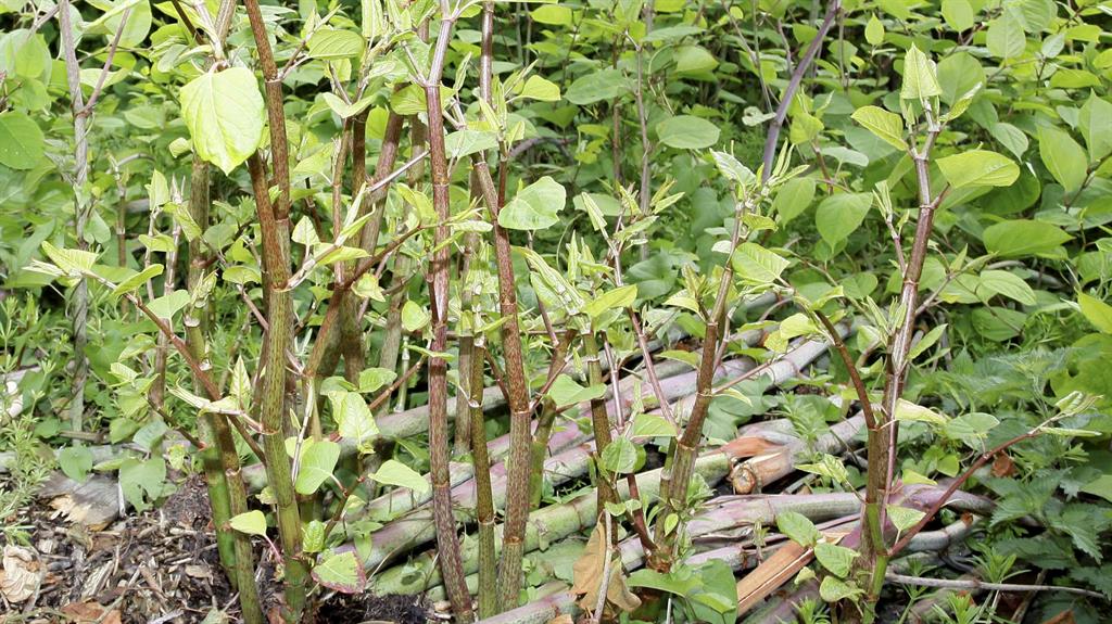 Not so weedy: Japanese knotweed can be very stubborn to clear and is reviled as the UK’s most ‘invasive’ plant PICTURES: SWNS