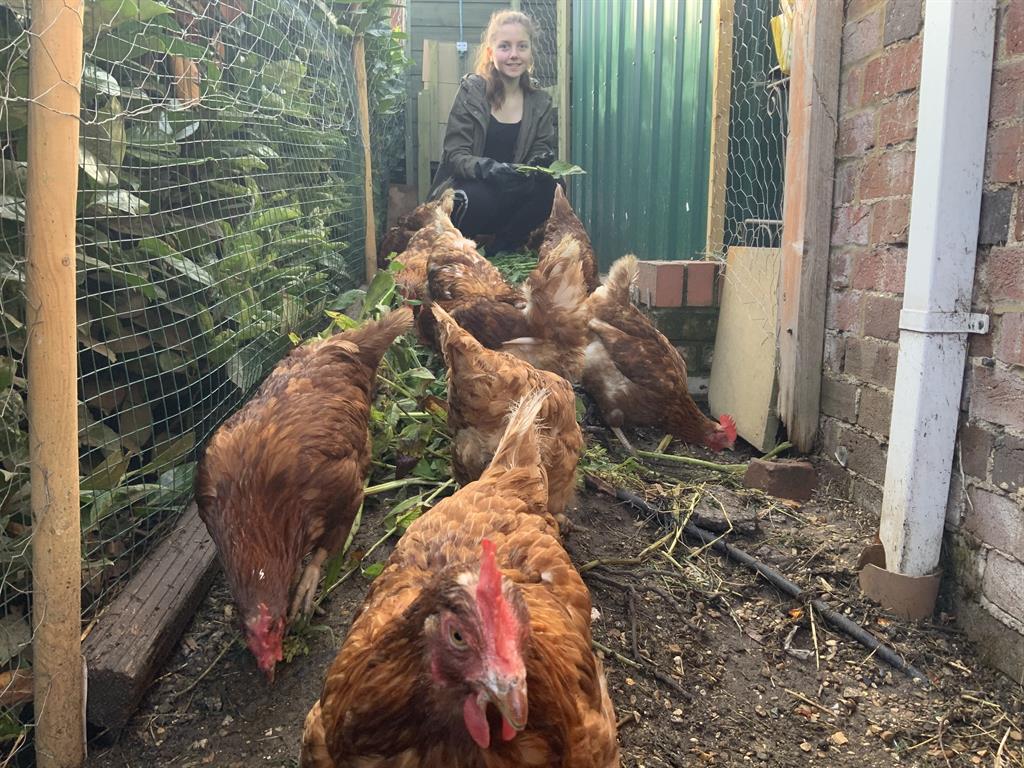 Shelling out: Hannah- Jane, 12, sells eggs to neighbours